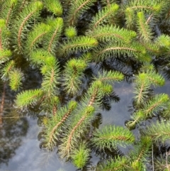 Myriophyllum crispatum at Collector, NSW - 3 Oct 2022 05:01 PM