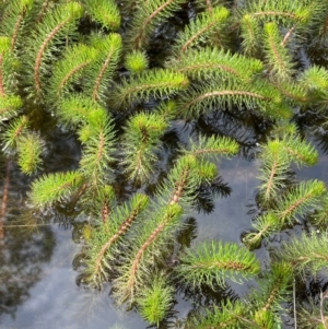 Myriophyllum crispatum at Collector, NSW - 3 Oct 2022