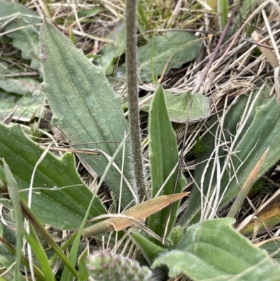 Plantago varia (Native Plaintain) at Oakdale Nature Reserve - 3 Oct 2022 by JaneR