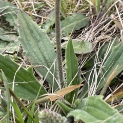 Plantago varia (Native Plaintain) at Collector, NSW - 3 Oct 2022 by JaneR