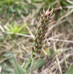 Plantago varia at Collector, NSW - 3 Oct 2022 04:48 PM