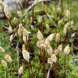 Polytrichum at Collector, NSW - 3 Oct 2022