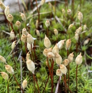 Polytrichum (TBC) at suppressed by JaneR