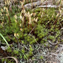 Polytrichum at Collector, NSW - 3 Oct 2022
