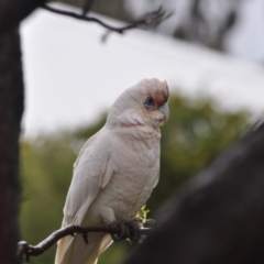 Cacatua tenuirostris (Long-billed Corella) at Page, ACT - 5 Oct 2022 by catherine.gilbert