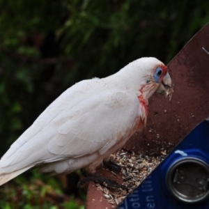 Cacatua tenuirostris at Page, ACT - 5 Oct 2022