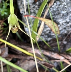 Pterostylis pedunculata at Cotter River, ACT - suppressed