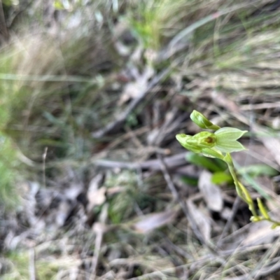 Bunochilus sp. (Leafy Greenhood) at Cotter River, ACT - 29 Sep 2022 by chromo