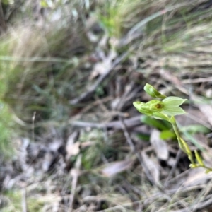 Bunochilus montanus (TBC) at suppressed by chromo