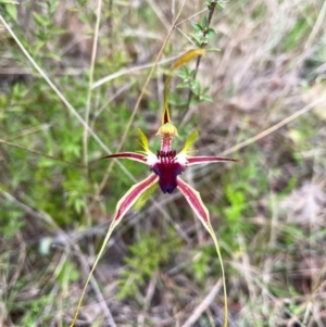 Caladenia atrovespa at Aranda, ACT - suppressed