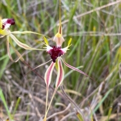 Caladenia atrovespa (Green-comb Spider Orchid) at Aranda, ACT - 6 Oct 2022 by RangerRiley