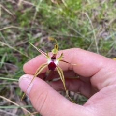 Caladenia atrovespa (Green-comb Spider Orchid) at Hackett, ACT - 6 Oct 2022 by RangerRiley