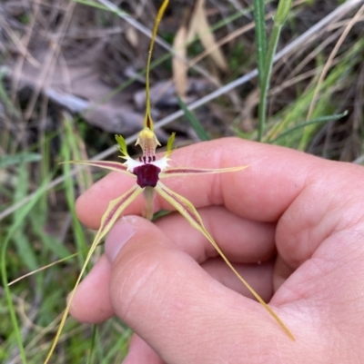 Caladenia atrovespa (Green-comb Spider Orchid) at Hackett, ACT - 25 Oct 2021 by RangerRiley