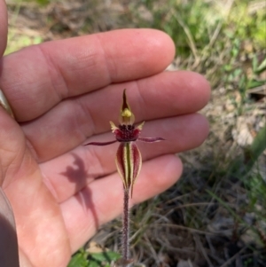 Caladenia actensis at suppressed - suppressed