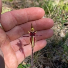 Caladenia actensis (Canberra Spider Orchid) at Hackett, ACT - 11 Sep 2021 by RangerRiley