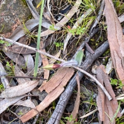 Caladenia actensis (Canberra Spider Orchid) at Mount Majura - 5 Oct 2022 by RangerRiley