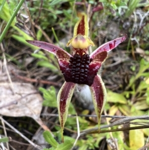 Caladenia actensis at suppressed - suppressed