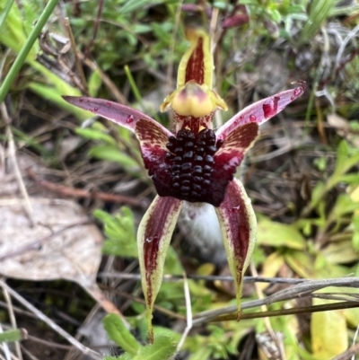 Caladenia actensis (Canberra Spider Orchid) by RangerRiley