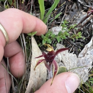 Caladenia actensis at suppressed - suppressed