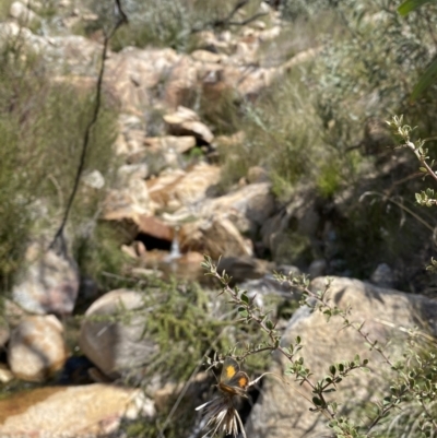 Paralucia aurifera (Bright Copper) at Rendezvous Creek, ACT - 3 Oct 2022 by RAllen