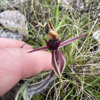 Caladenia actensis (Canberra Spider Orchid) by RangerRiley