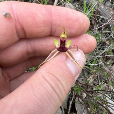 Caladenia actensis (Canberra Spider Orchid) at Watson, ACT - 5 Oct 2022 by RangerRiley