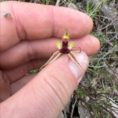 Caladenia actensis (Canberra Spider Orchid) at Watson, ACT - 5 Oct 2022 by RangerRiley