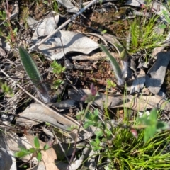 Caladenia actensis (Canberra Spider Orchid) at Watson, ACT by RangerRiley