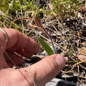 Caladenia actensis at suppressed - 6 Oct 2022