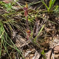 Caladenia actensis (Canberra Spider Orchid) at Mount Majura - 5 Oct 2022 by RangerRiley