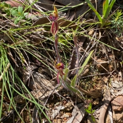 Caladenia actensis (Canberra Spider Orchid) by RangerRiley