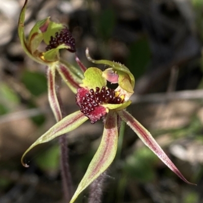 Caladenia actensis (Canberra Spider Orchid) at Mount Ainslie - 5 Oct 2022 by RangerRiley