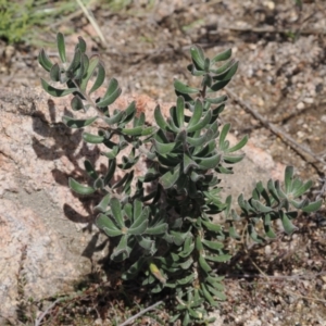 Persoonia rigida at Rendezvous Creek, ACT - suppressed