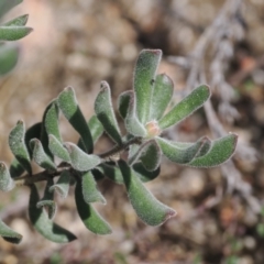 Persoonia rigida at Rendezvous Creek, ACT - suppressed