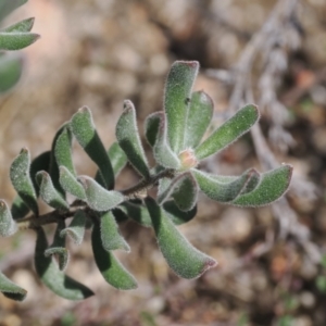 Persoonia rigida at Rendezvous Creek, ACT - suppressed