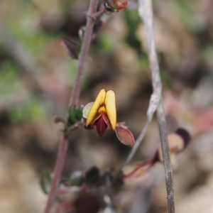 Bossiaea buxifolia at Rendezvous Creek, ACT - 3 Oct 2022