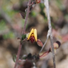 Bossiaea buxifolia (Matted Bossiaea) at Rendezvous Creek, ACT - 3 Oct 2022 by RAllen