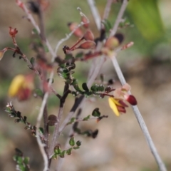 Bossiaea buxifolia at Rendezvous Creek, ACT - 3 Oct 2022