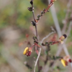 Bossiaea buxifolia at Rendezvous Creek, ACT - 3 Oct 2022