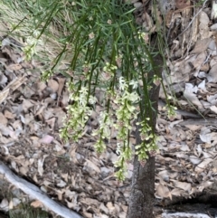 Stackhousia monogyna (Creamy Candles) at Lower Cotter Catchment - 4 Oct 2022 by tjwells