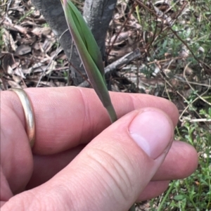 Calochilus platychilus at Molonglo Valley, ACT - suppressed