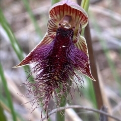 Calochilus platychilus (Purple Beard Orchid) at Molonglo Valley, ACT - 6 Oct 2022 by RangerRiley