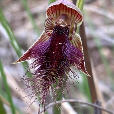 Calochilus platychilus (Purple Beard Orchid) at Black Mountain - 5 Oct 2022 by RangerRiley