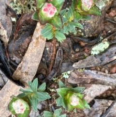 Pimelea sp. at Fentons Creek, VIC - 26 Sep 2022 by KL