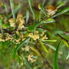 Dodonaea viscosa subsp. angustifolia (Giant Hop-bush) at QPRC LGA - 6 Oct 2022 by roachie