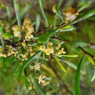 Dodonaea viscosa subsp. angustifolia (Giant Hop-bush) at QPRC LGA - 6 Oct 2022 by roachie