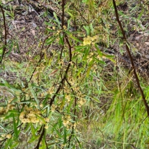 Dodonaea viscosa subsp. angustifolia at Karabar, NSW - 6 Oct 2022