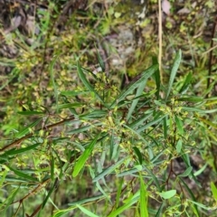 Dodonaea viscosa subsp. angustifolia at Karabar, NSW - 6 Oct 2022