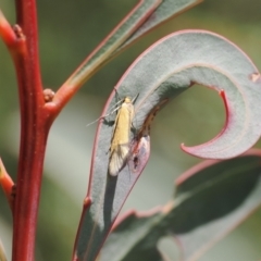 Philobota undescribed species near arabella (A concealer moth) at Rendezvous Creek, ACT - 3 Oct 2022 by RAllen