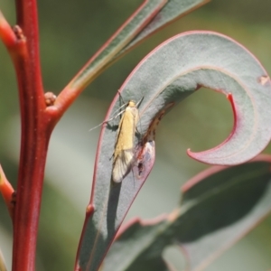 Philobota undescribed species near arabella at Rendezvous Creek, ACT - 3 Oct 2022